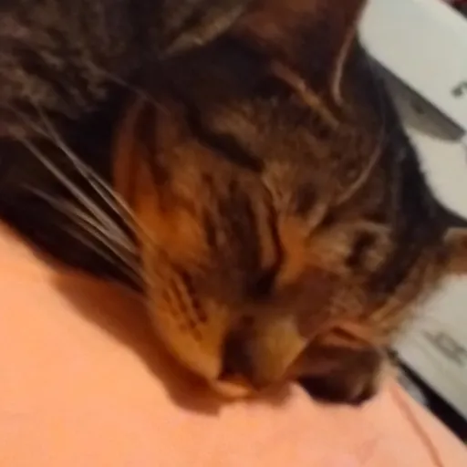 creator kitty talks's avatar