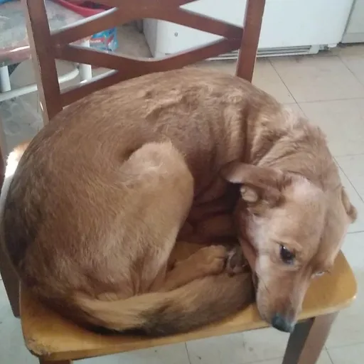 creator moonlightfandom's avatar