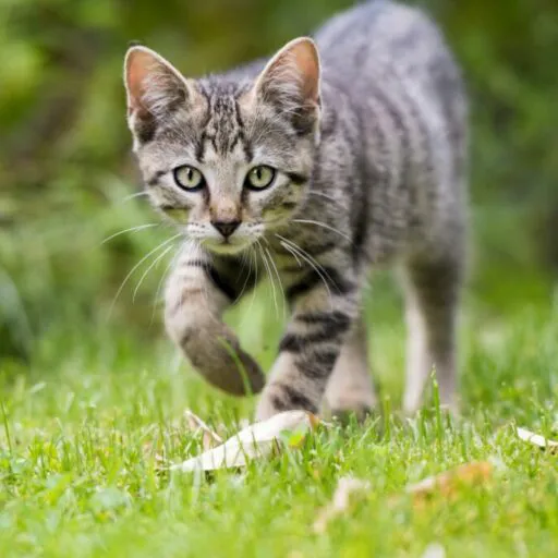 creator I'm a cat 🐱's avatar