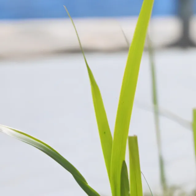 chat with ai character: Grass GrassGrass