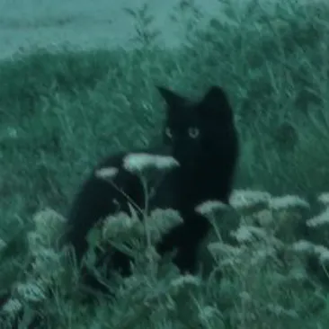 creator camron !!'s avatar