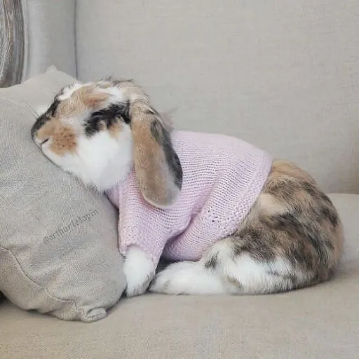 creator 🍪☕️|•Cookie•|☕️🍪's avatar