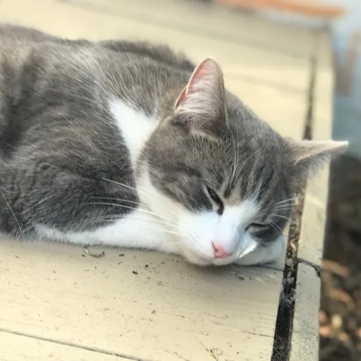 creator Geona's avatar