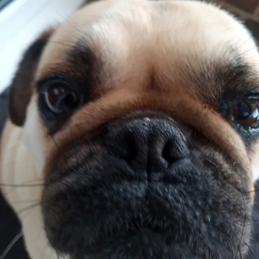 creator ꧁Åñdrëëå꧂'s avatar