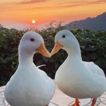 creator That1FrenchTaco's avatar