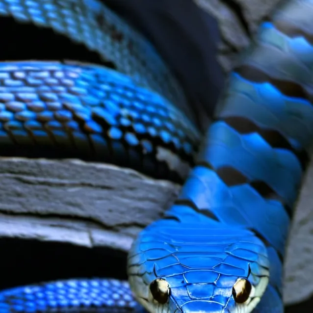 chat with ai character: Amy