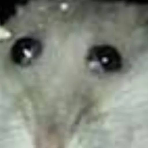 creator SAMUEL_THE_RAT's avatar