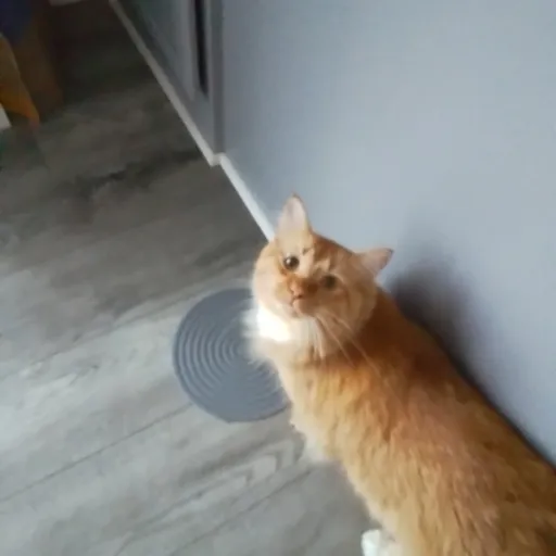 creator Talkior-vNIVuS3V's avatar