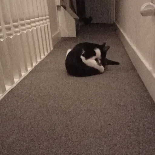 creator HOGWARTS GIRL's avatar