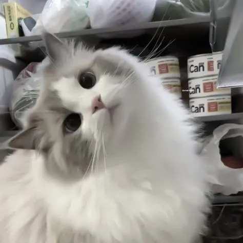 creator Mehlzuhh's avatar