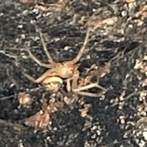 creator 🕷️Spider-Wall's avatar