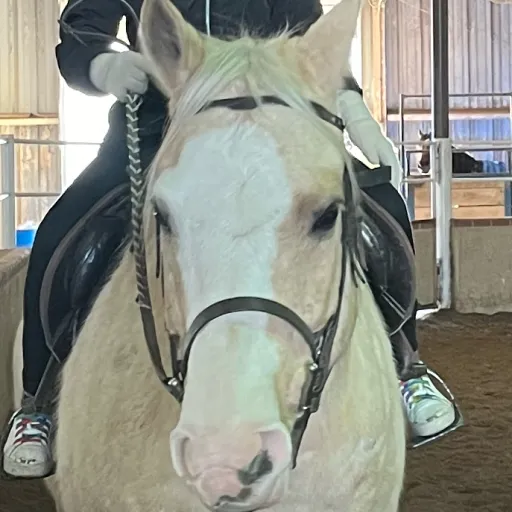 creator My horsy's avatar