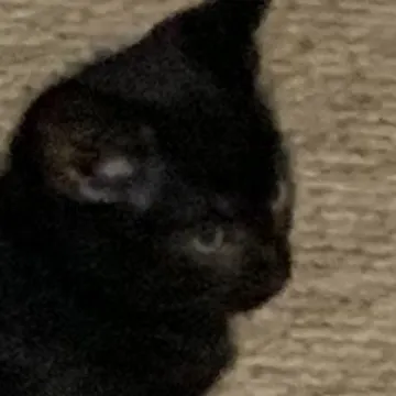 creator Max the cat's avatar