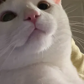 creator ☆𝓢𝓣4𝓡's avatar