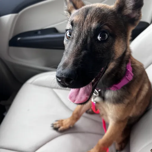 creator Coco’s owner <3's avatar