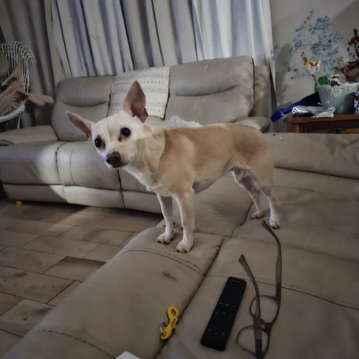 creator Random Chihuahua's avatar