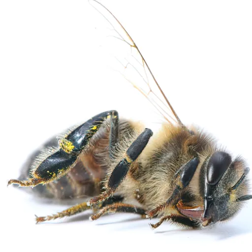 creator bee time🐝🐝's avatar