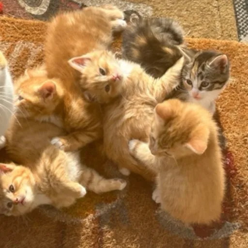 creator Meowwwww🎀's avatar