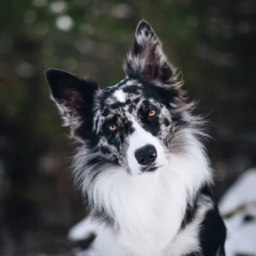 creator sillyz._DogZ's avatar