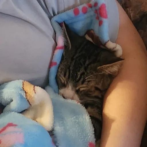 talkie's author avatar