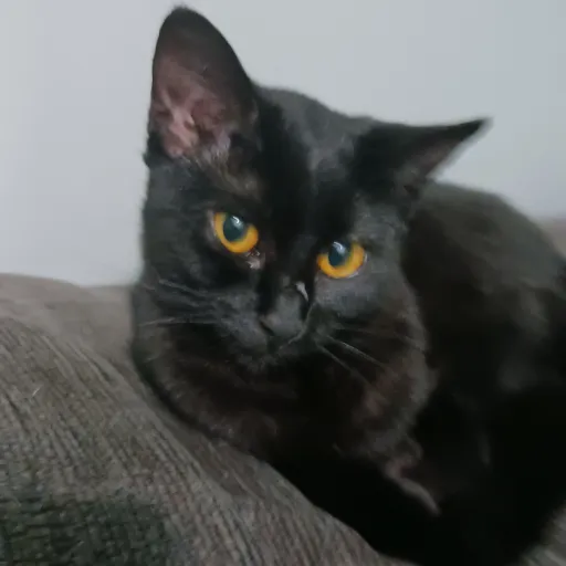 creator 🌟Emilie 🌟's avatar