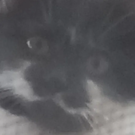 creator Lilly the kitten's avatar