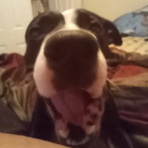 creator U ATE THE CAT AAAA's avatar