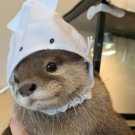 creator jack-o-lantern's avatar