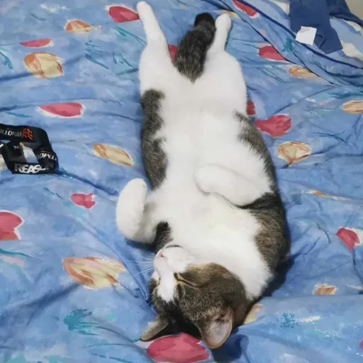 creator Talkior-zS729Uaq's avatar