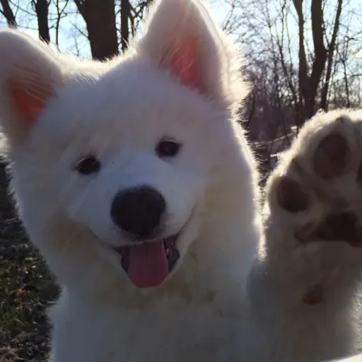 talkie's author avatar