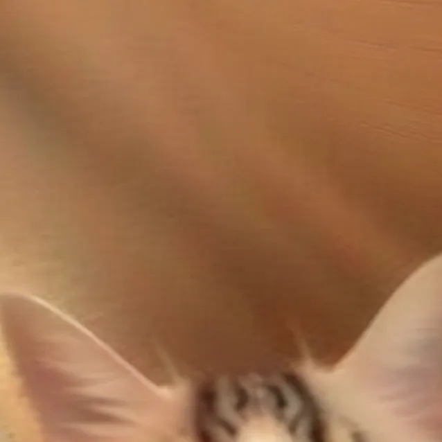 chat with ai character: cat