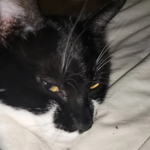 creator Azalea:)'s avatar