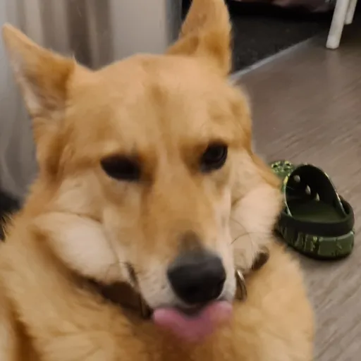 creator Iloveyouforever❤️'s avatar