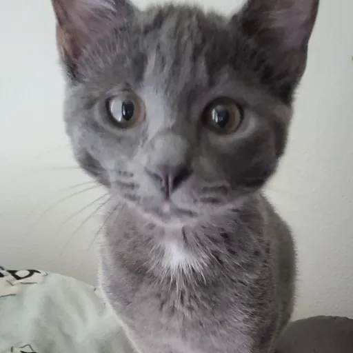 creator Sim Tiel's avatar