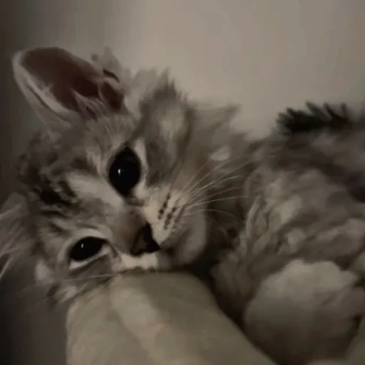 creator Karsyn lol's avatar