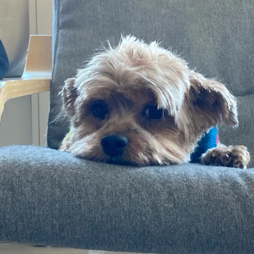 creator D0ggy's avatar