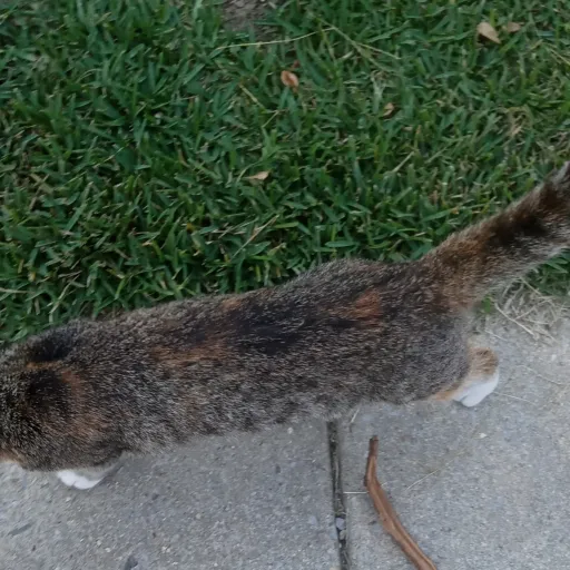 creator David and ivory's avatar