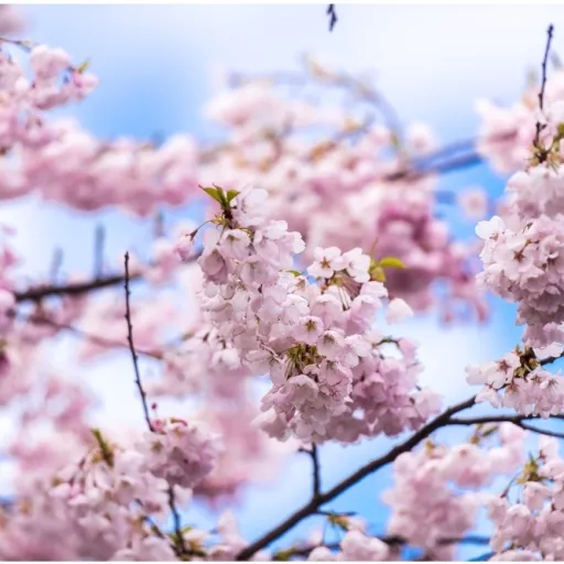 creator cherry trees🌸💗's avatar