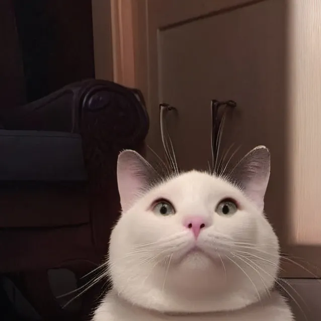 chat with ai character: beluga