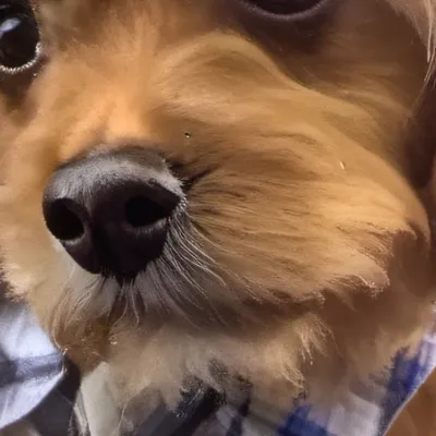 chat with ai character: Coco