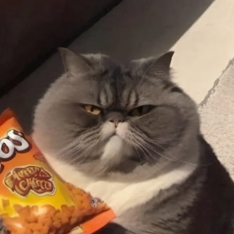 chat with ai character: Chonker