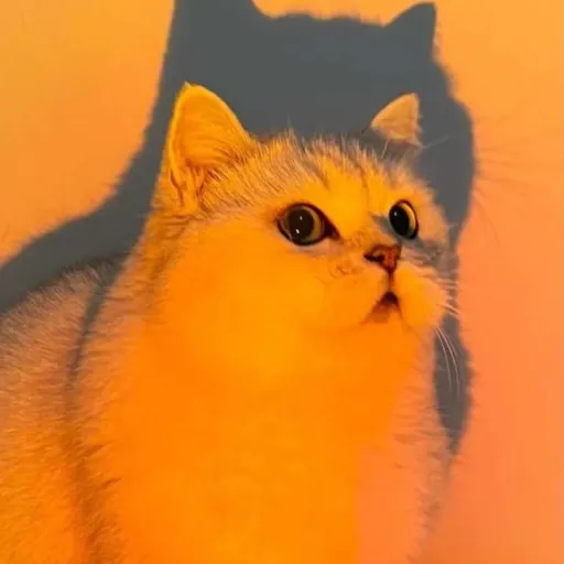 creator •Chanyang•'s avatar