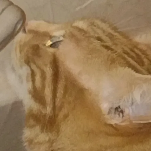 creator simp for ron 😍's avatar