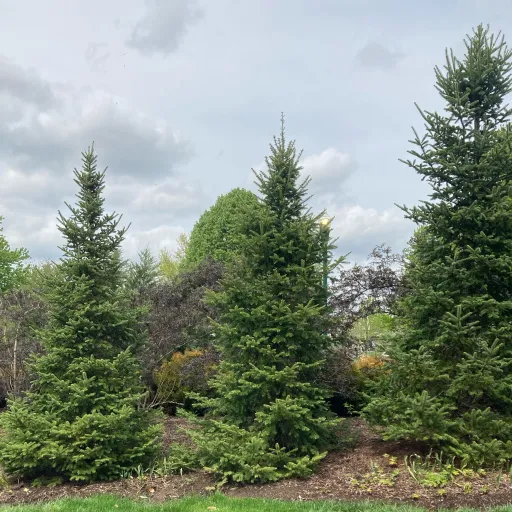 creator Wild Wolf Section's avatar