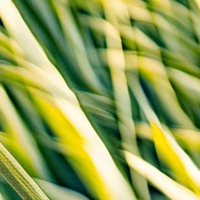 chat with ai character: Grass