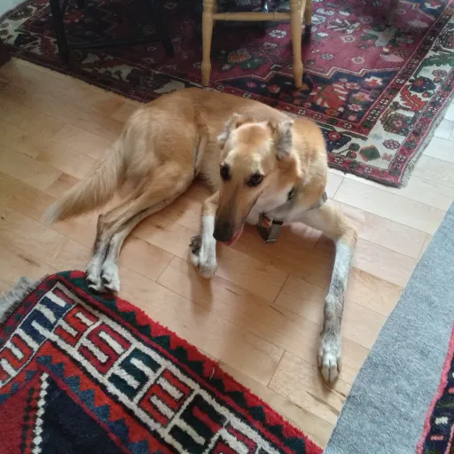 talkie's author avatar