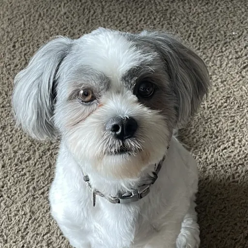 creator Greenwitch's avatar