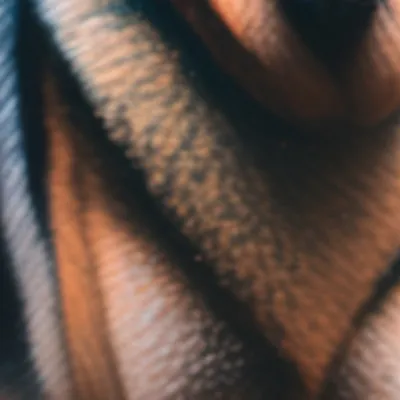 chat with ai character: Bella