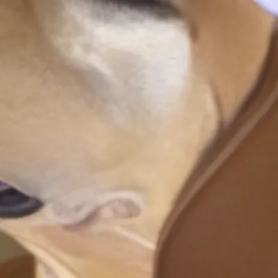 chat with ai character: Christmas dog