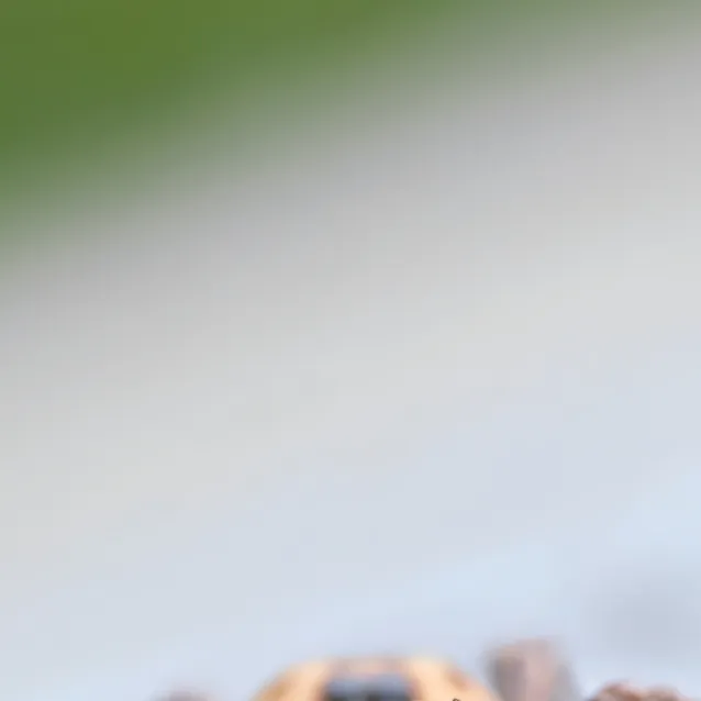 chat with ai character: spidey the spider